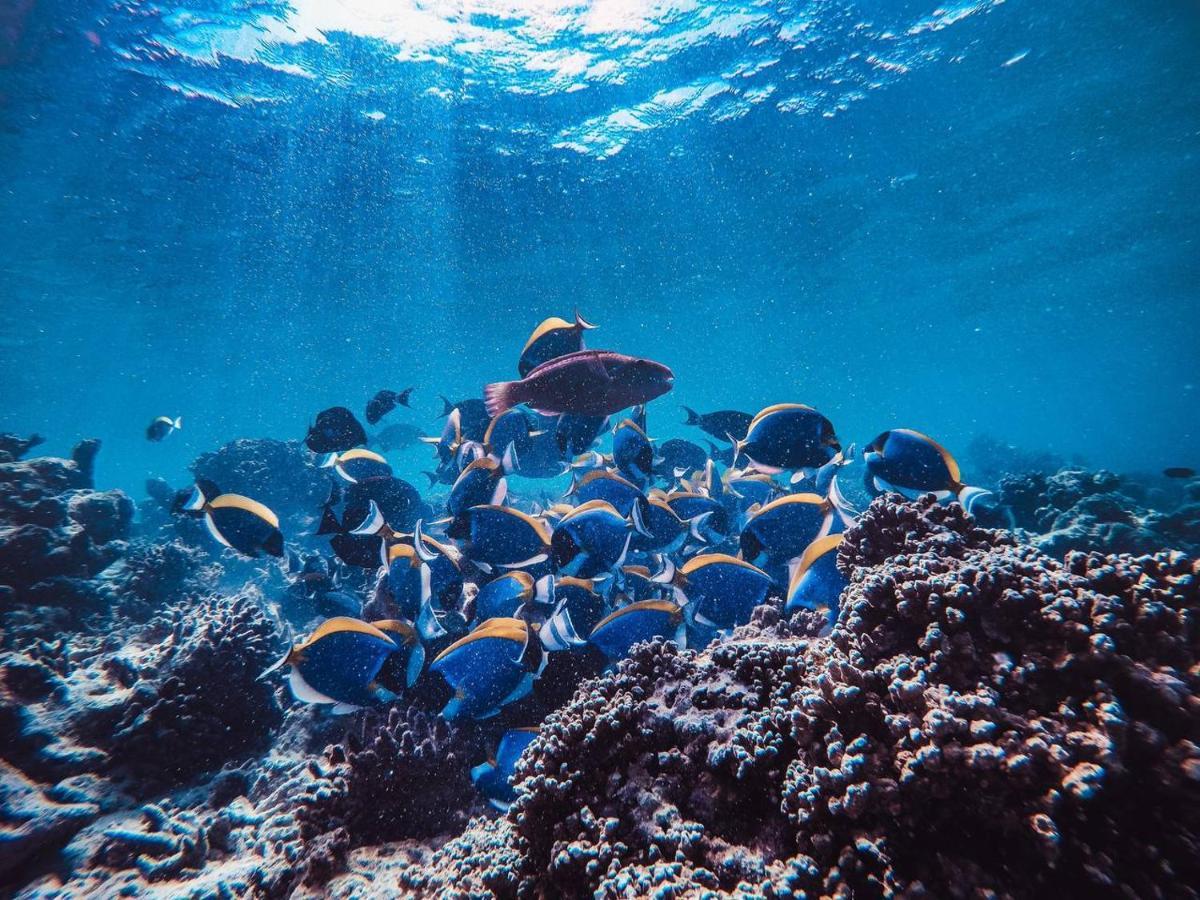 Manta Dhangethi Buitenkant foto