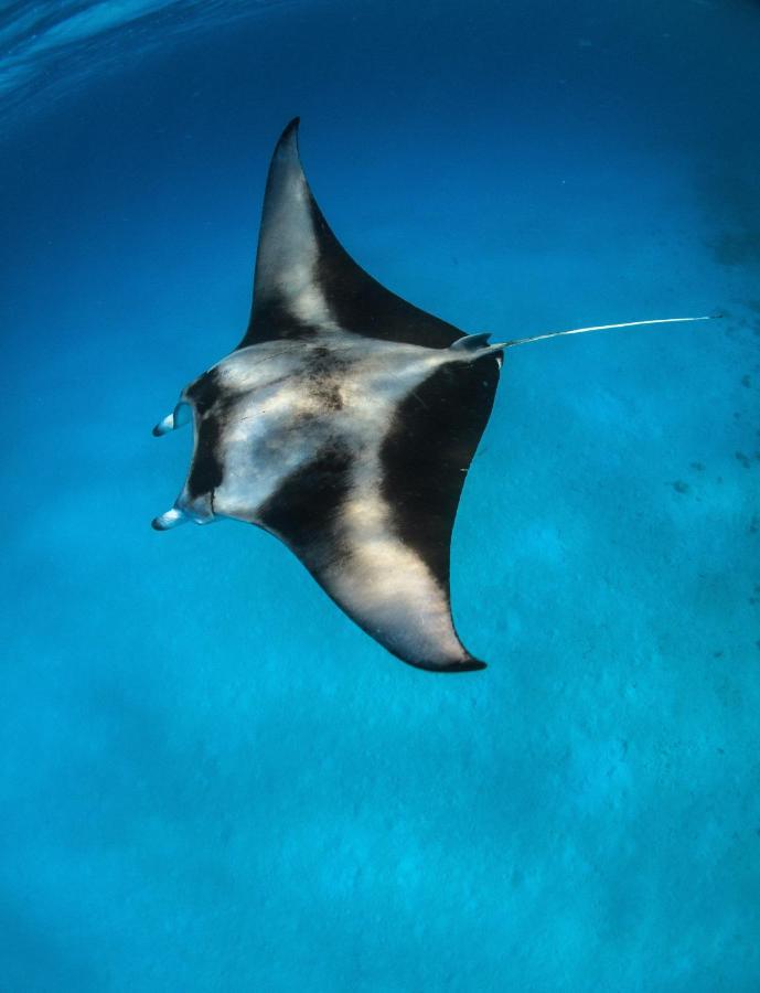 Manta Dhangethi Buitenkant foto