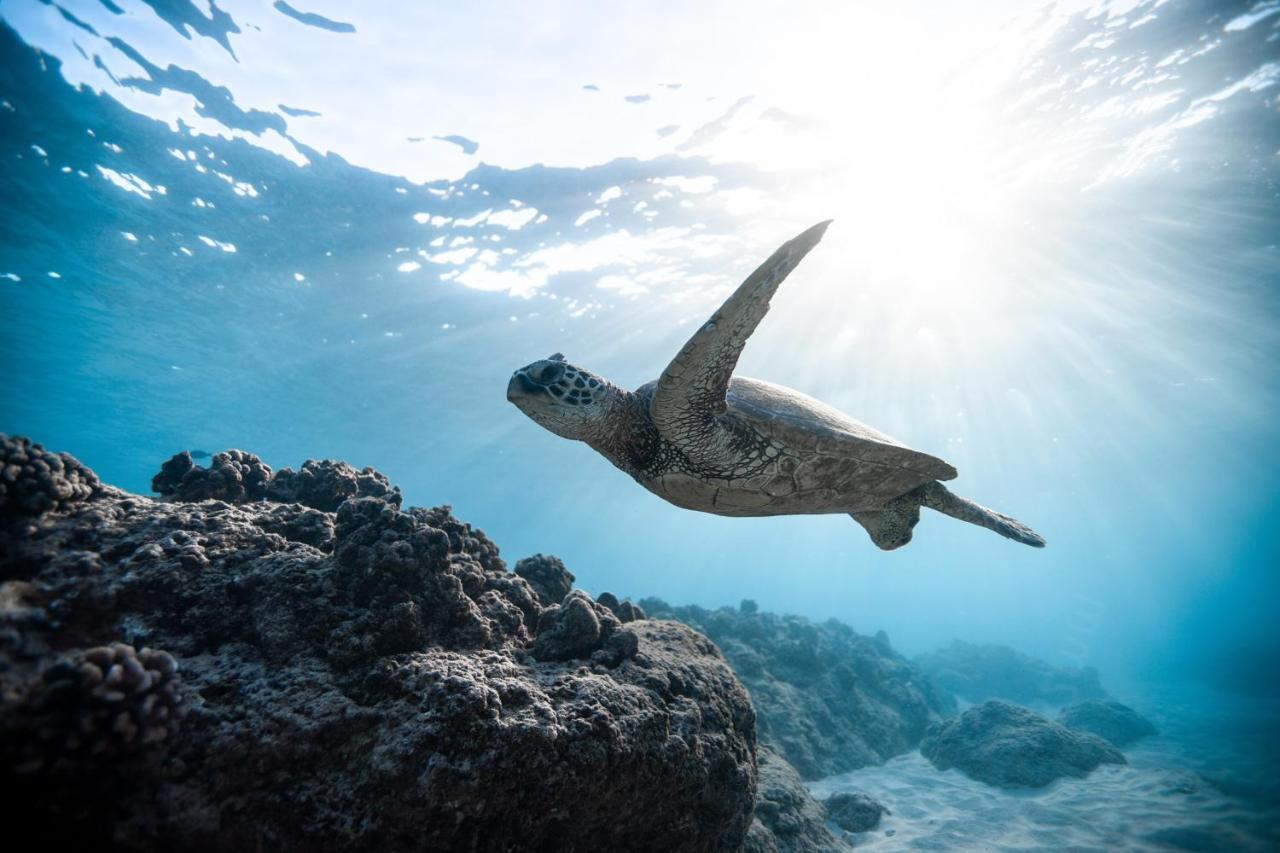 Manta Dhangethi Buitenkant foto